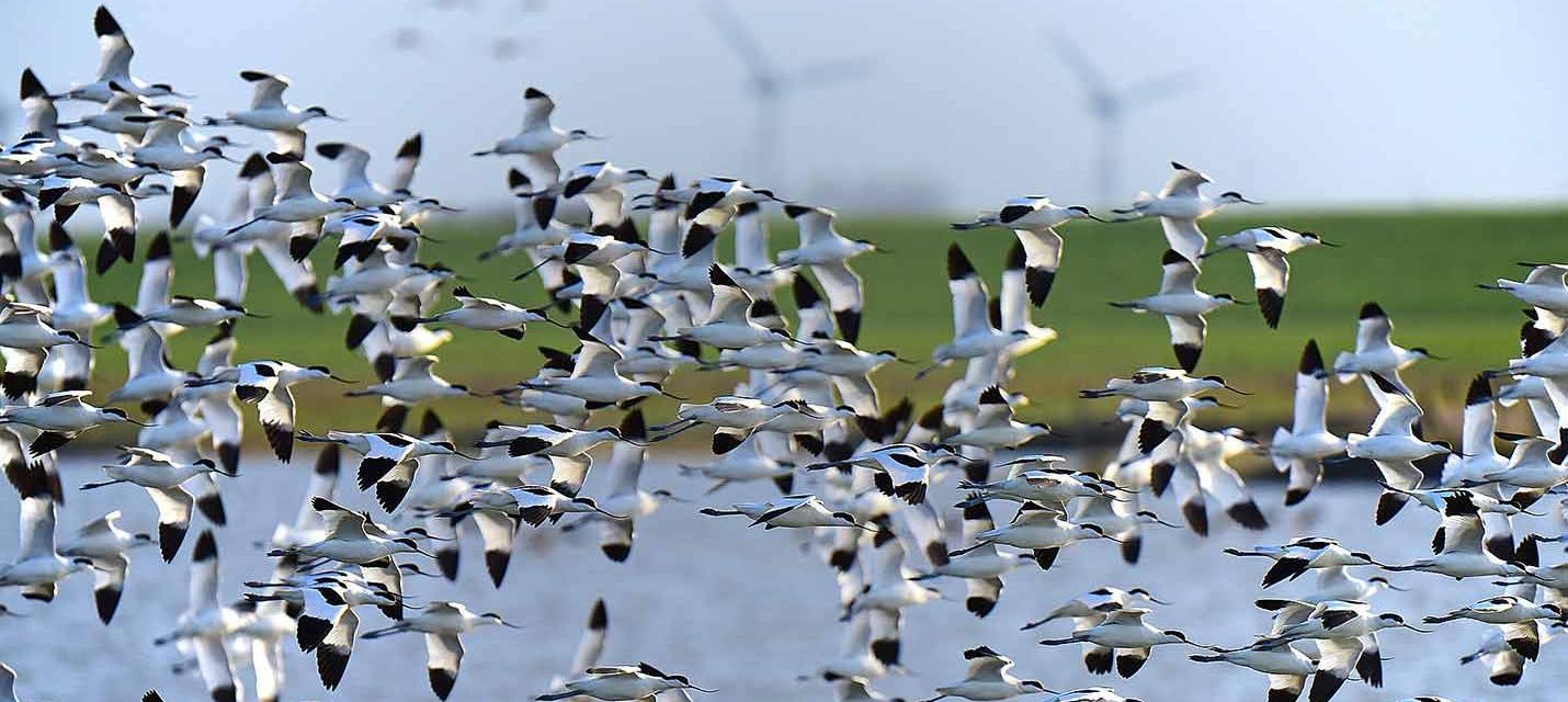Migration des oiseaux © Pixabay