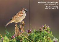 Poster «Vogel des Jahres 2015: Haussperling» - «Oiseau 2015: Moineau domestique»