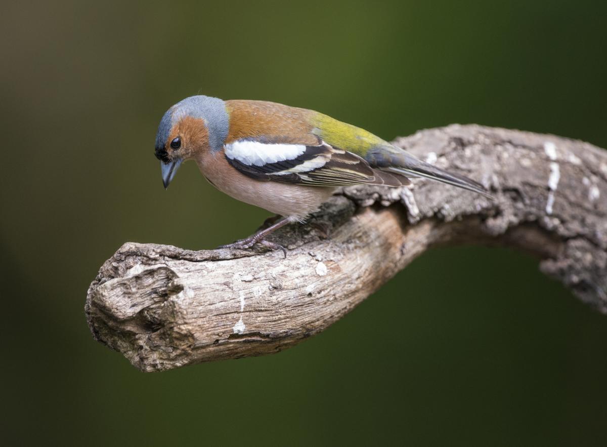 Le Pinson Des Arbres Birdlife Schweiz Suisse Svizzera