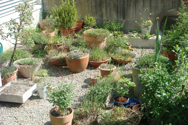 Beispiel einr Dachbegrünung mit Plantzentöpfen