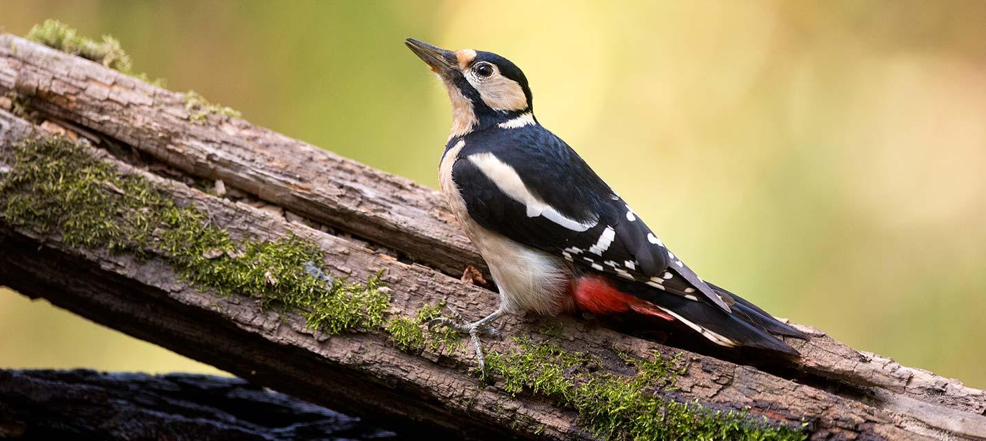 Oiseau de l ann e 2016 Pic peiche BirdLife Schweiz Suisse