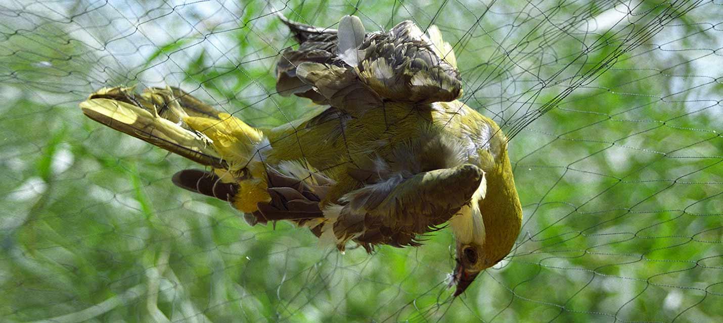 Braconnage et contrebande : le trafic d'oiseaux sauvages s'envole
