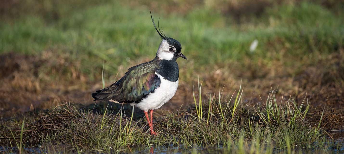 Oiseau de l ann e 2019 Vanneau hupp BirdLife Schweiz Suisse