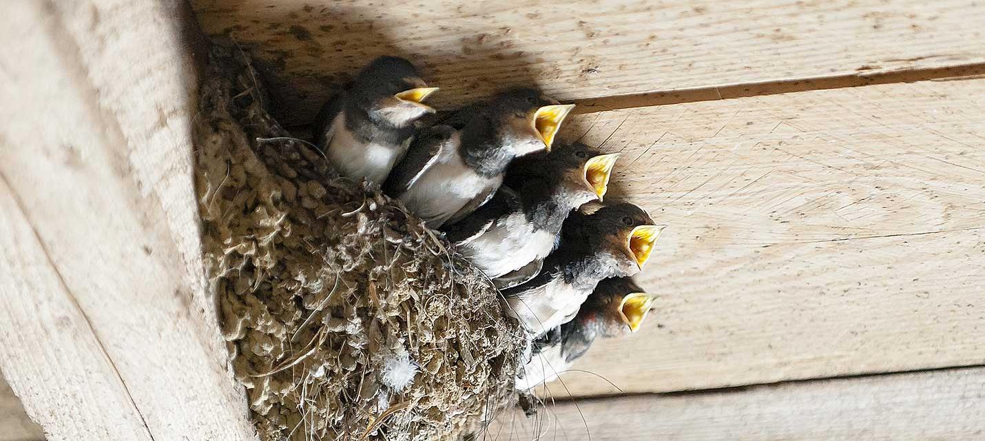 Tout sur la construction du nid chez les oiseaux