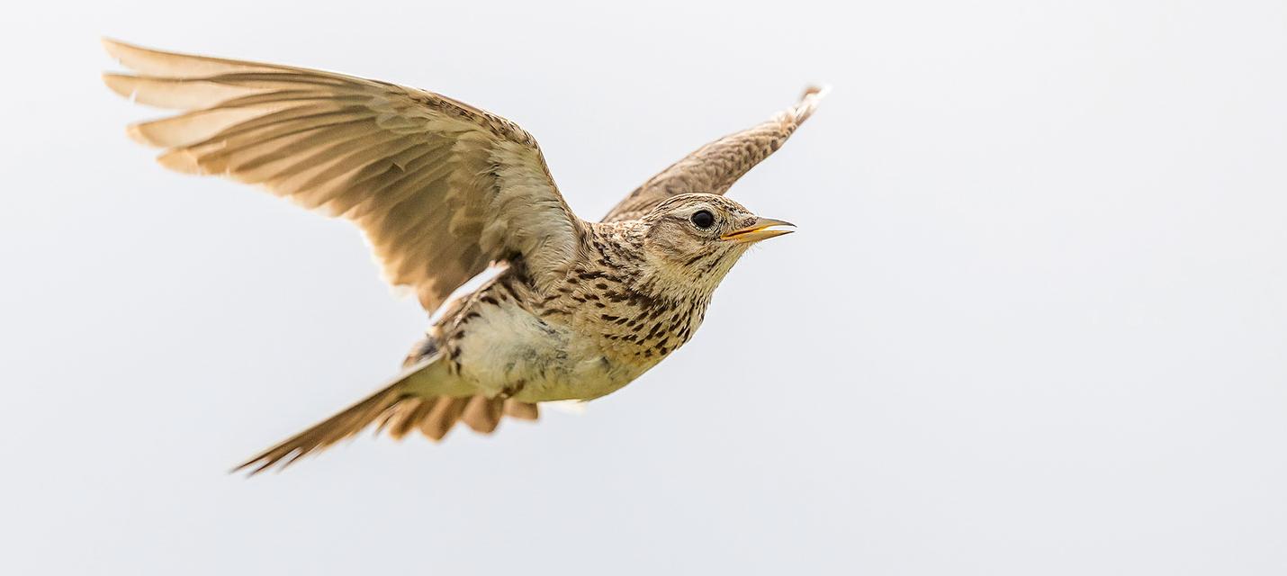 Oiseau de l ann e 2022 l alouette des champs BirdLife Schweiz