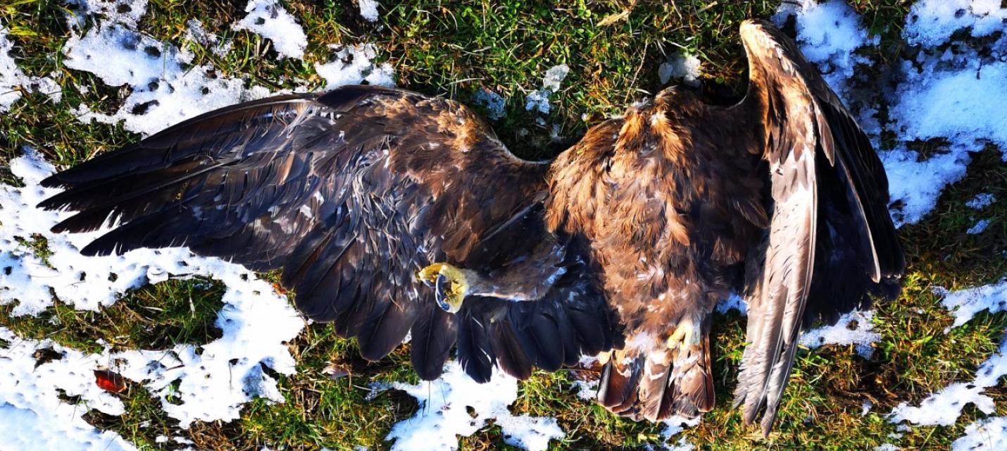 Un aigle royal premi re victime av r e d une olienne en Suisse