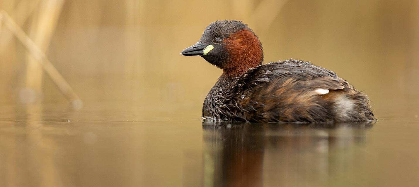 Zwergtaucher © Robert Hangartner