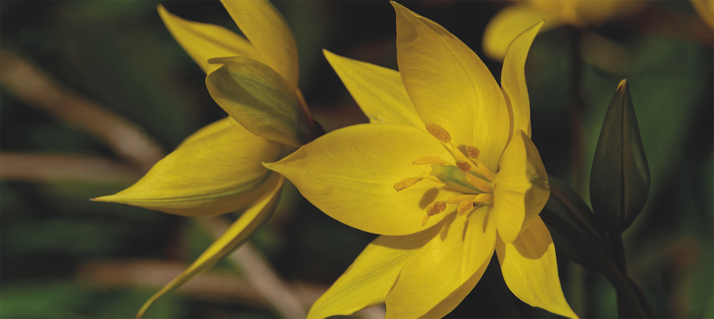 Naturgarten zum Wiedehopf im Riehener Schlipf, BS | BirdLife Schweiz ...