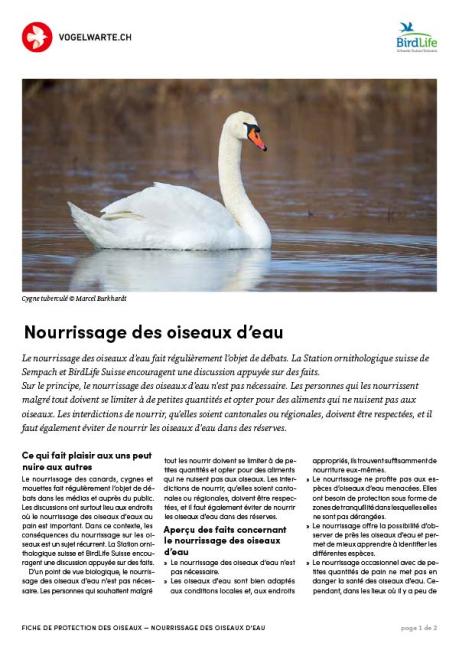 Nourrissage des oiseaux d‘eau