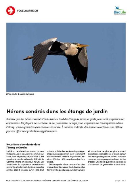 Hérons cendrés dans les étangs de jardin