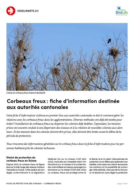 Corbeaux freux : fiche d’information destinée aux autorités cantonales