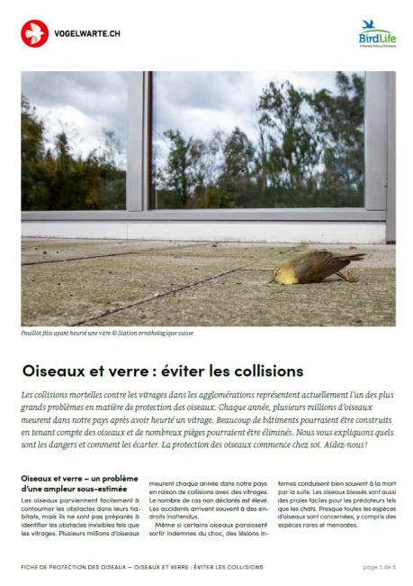 Oiseaux et vitres : éviter les collisions