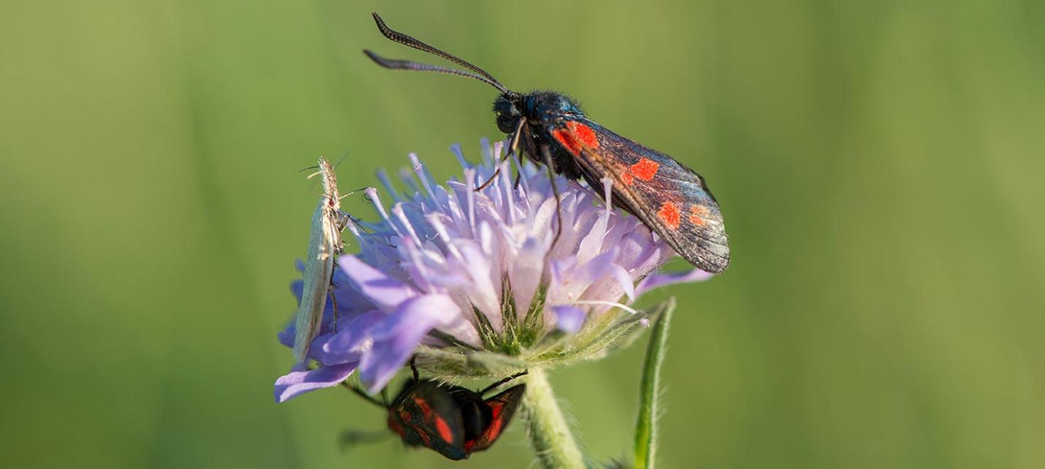 Biodiversität